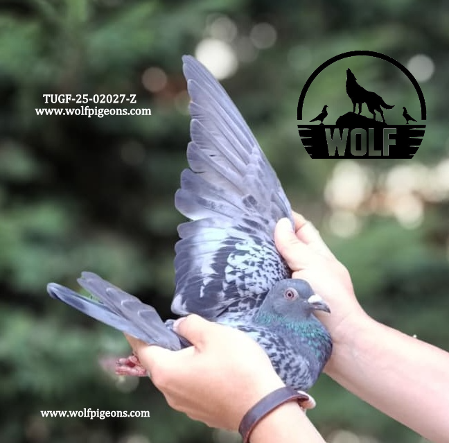 TUGF-25-02027-Z